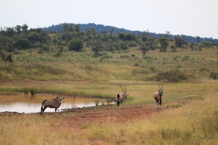 Commercial Property for Sale in Lekwena Wildlife Estate North West